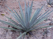 Agave plant